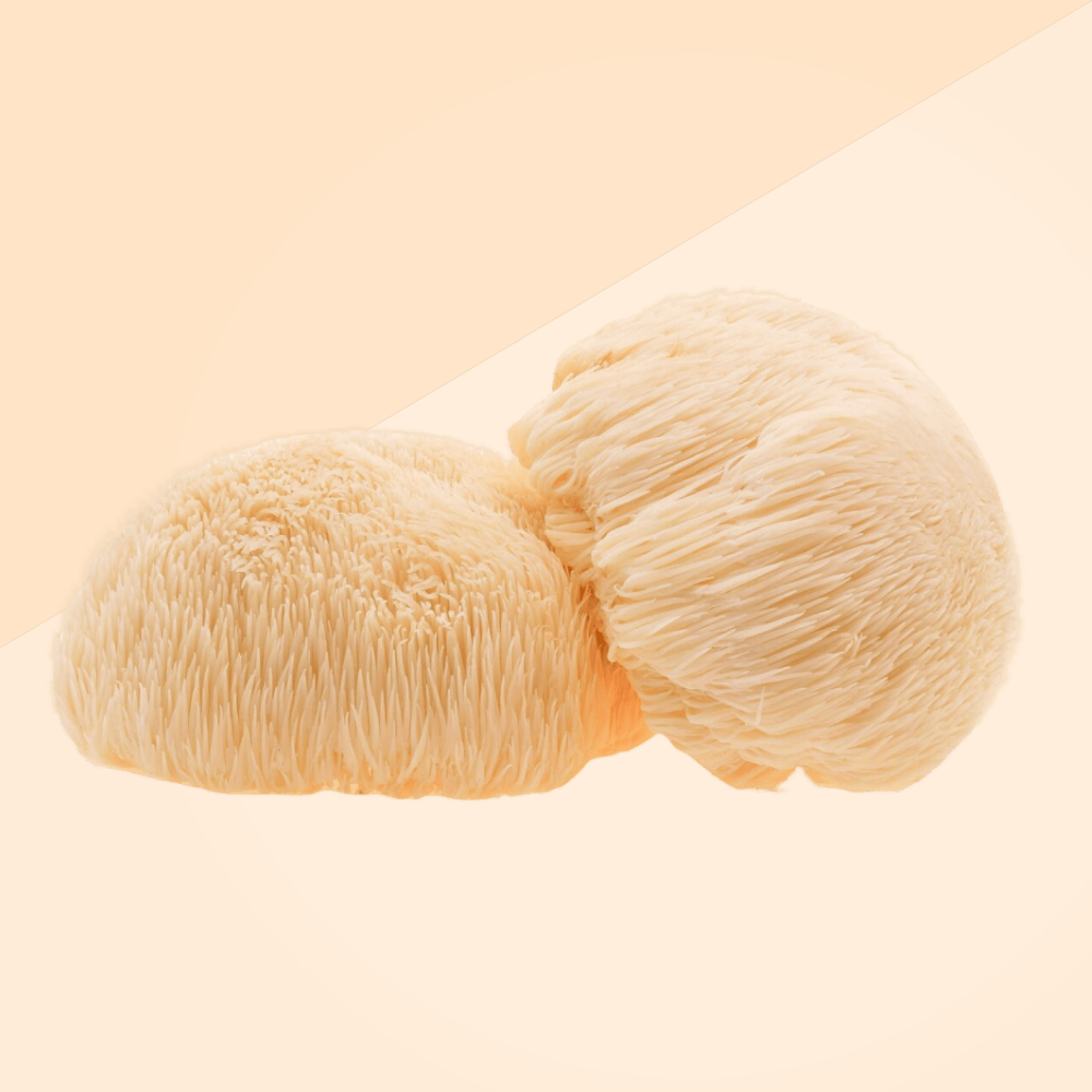 Lion's Mane ekstrakti tinktuur 30ml