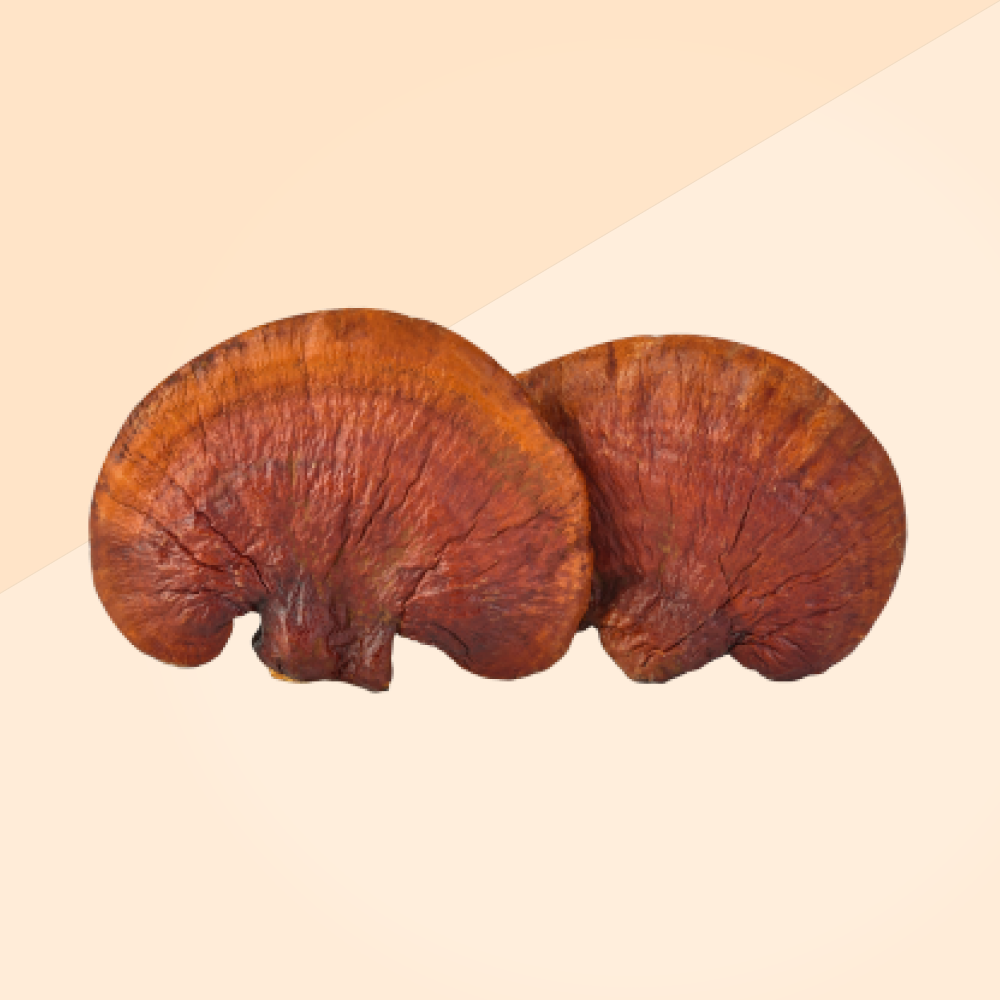 Reishi ekstrakti tinktuur 50ml