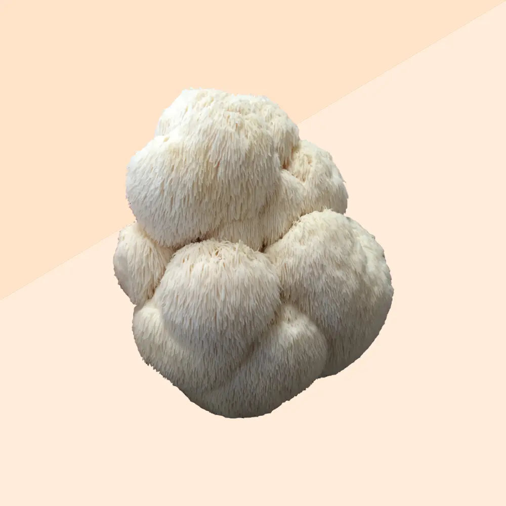 Lion's Mane värske seen 2kg (MAHE EE-ÖKO-03)